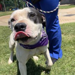 Shelter Stray Male Dog last seen , Greenville, SC 29609