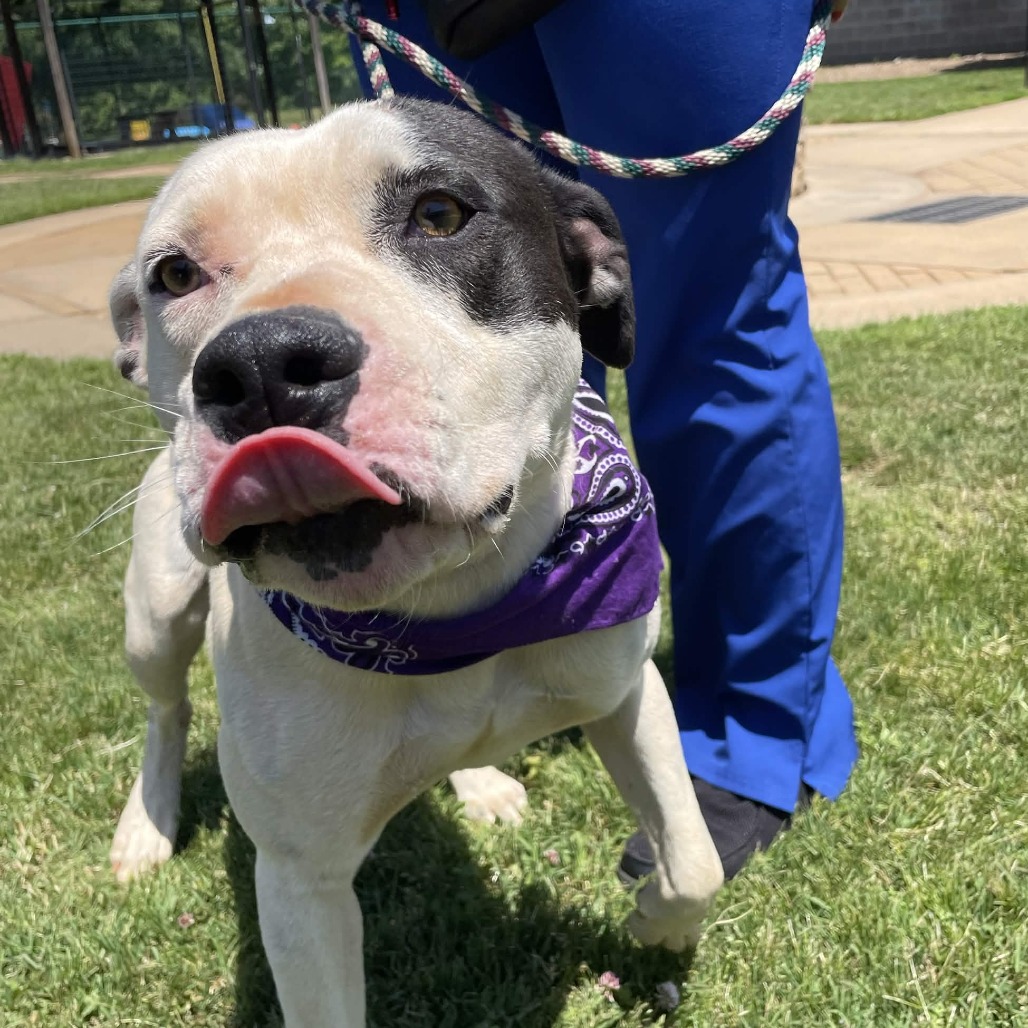 Shelter Stray Male Dog last seen , Greenville, SC 29609