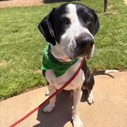 Shelter Stray Male Dog last seen , Greenville, SC 29609