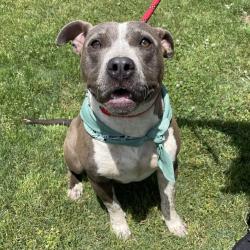 Shelter Stray Female Dog last seen , Greenville, SC 29609