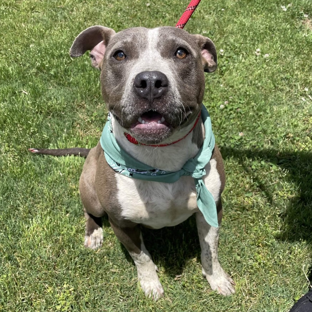 Shelter Stray Female Dog last seen , Greenville, SC 29609