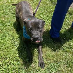Shelter Stray Male Dog last seen , Greenville, SC 29609