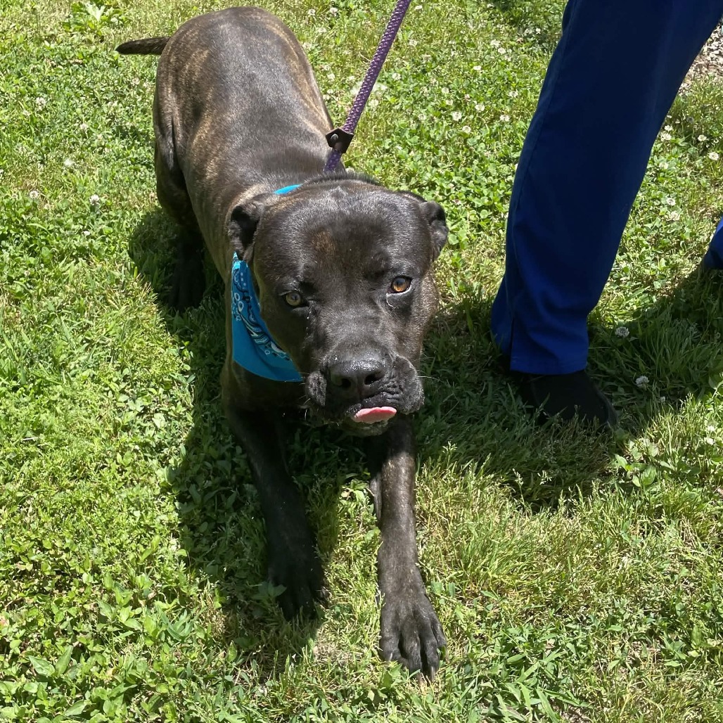 Shelter Stray Male Dog last seen , Greenville, SC 29609