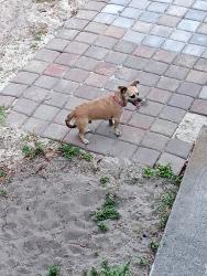 Found/Stray Male Dog last seen Ida and 49th St Sw, Lehigh Acres, FL 33976
