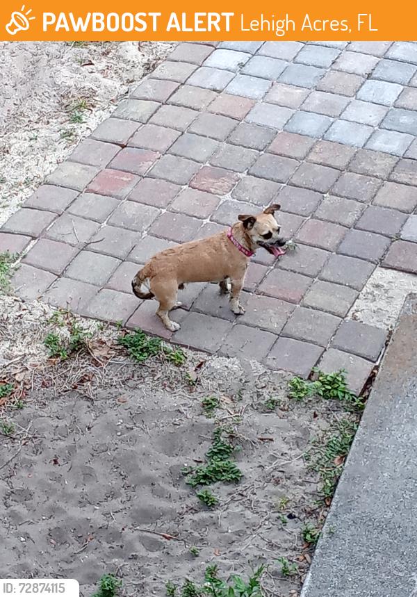 Found/Stray Male Dog last seen Ida and 49th St Sw, Lehigh Acres, FL 33976