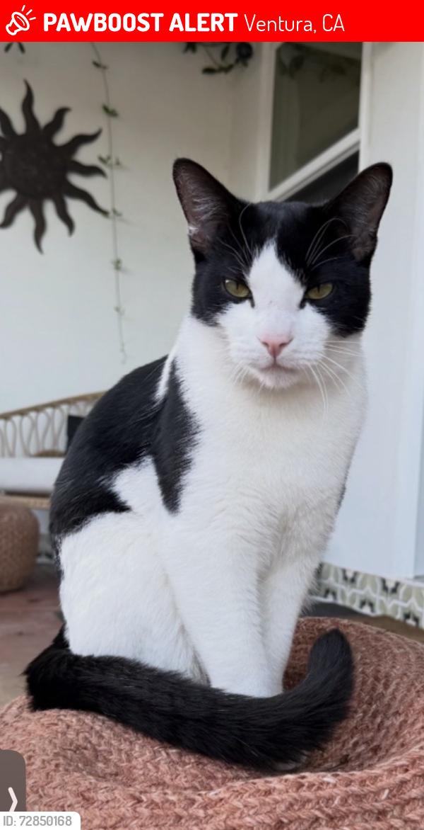Lost Male Cat last seen San Nicholas St & Seaward Ave, Ventura, CA 93003