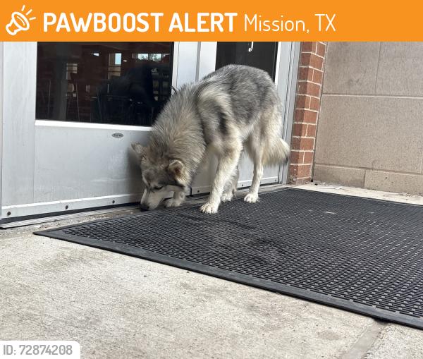 Found/Stray Unknown Dog last seen At mission high school , Mission, TX 75872