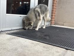 Found/Stray Unknown Dog last seen At mission high school , Mission, TX 75872