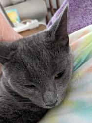 Reunited Male Cat last seen O Ave & 21st Street NW, Cedar Rapids, IA 52405