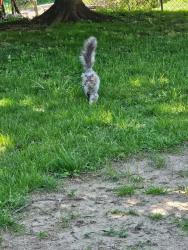 Found/Stray Male Cat last seen Boudinot, Cincinnati, OH 45211