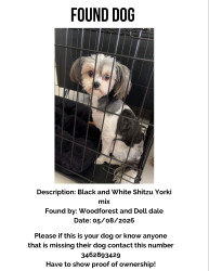 Found/Stray Female Dog last seen Dell Dale , Houston, TX 77015