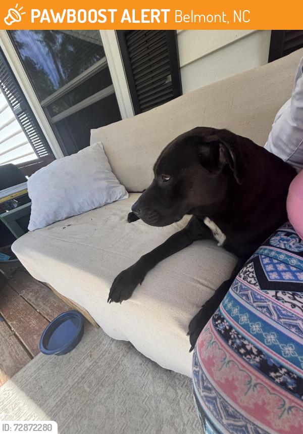 Found/Stray Male Dog last seen Tucker rd Belmont, Belmont, NC 28012
