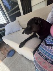 Found/Stray Male Dog last seen Tucker rd Belmont , Belmont, NC 28012