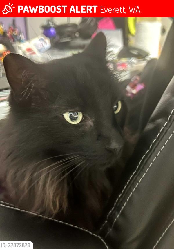 Lost Male Cat last seen last seen in Larimer Highlands neighbourhood off of 116th St SE by the roundabout on 112Th ST SE by the retention pond at the very bottom of that neighbourhood. That area has easy access to Lowell Larimer RD and 56TH AVE SE., Everett, WA 98208