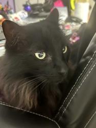 Lost Male Cat last seen last seen in Larimer Highlands neighbourhood off of 116th St SE by the roundabout on 112Th ST SE by the retention pond at the very bottom of that neighbourhood. That area has easy access to Lowell Larimer RD and 56TH AVE SE., Everett, WA 98208