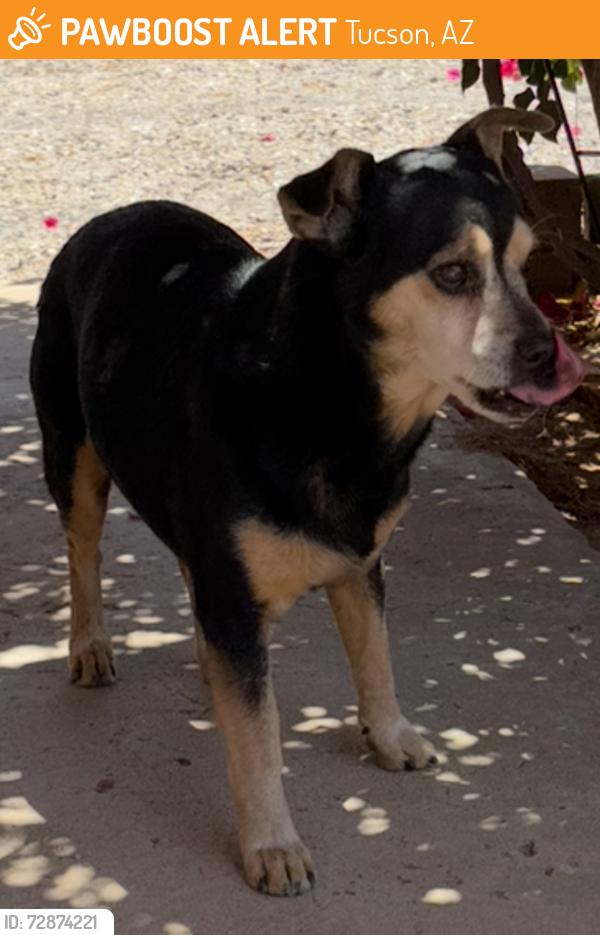 Found/Stray Male Dog last seen Alvernon/palo verde, Tucson, AZ 85713