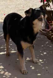 Found/Stray Male Dog last seen Alvernon/palo verde, Tucson, AZ 85713