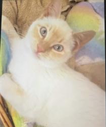 Lost Female Cat last seen Sutter and curry , Tehachapi, CA 93561