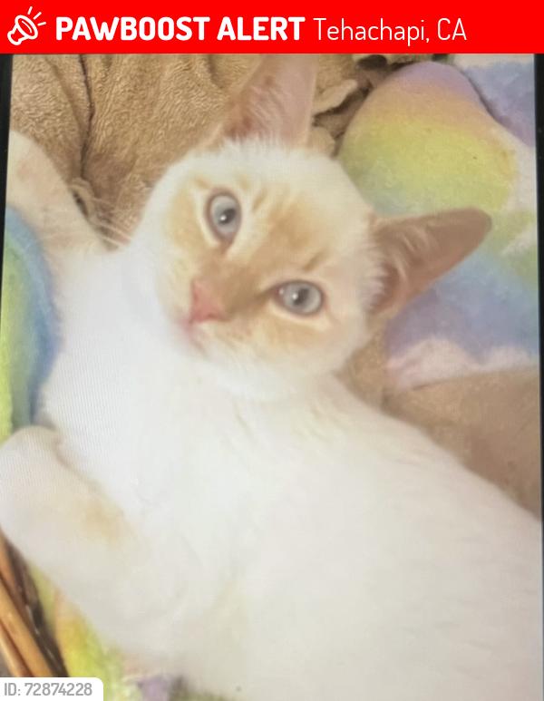 Lost Female Cat last seen Sutter and curry , Tehachapi, CA 93561