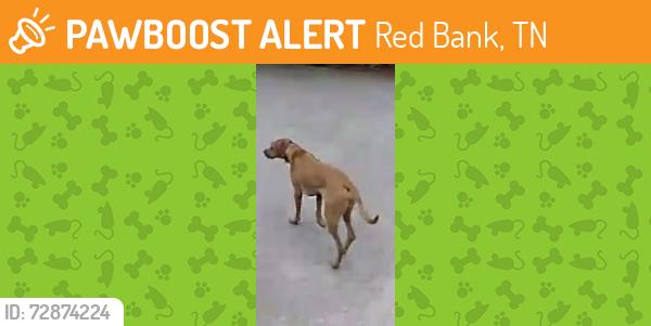 Found/Stray Unknown Dog last seen Appian way, Red Bank, TN 37415