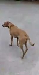 Found/Stray Unknown Dog last seen Appian way, Red Bank, TN 37415