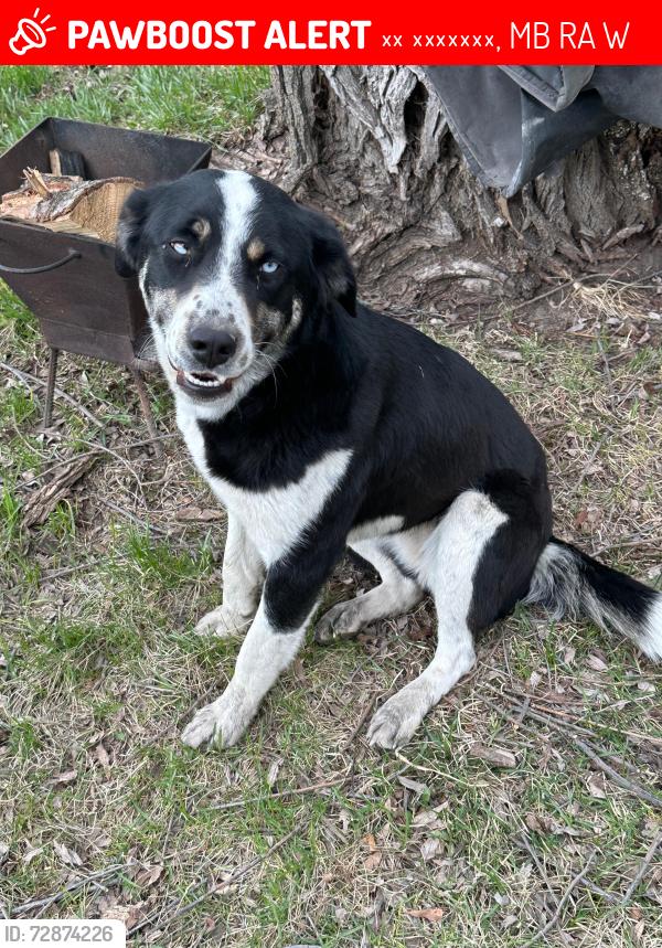 Lost Female Dog last seen Rd 36 N , Ла Брокери, MB R0A 0W3