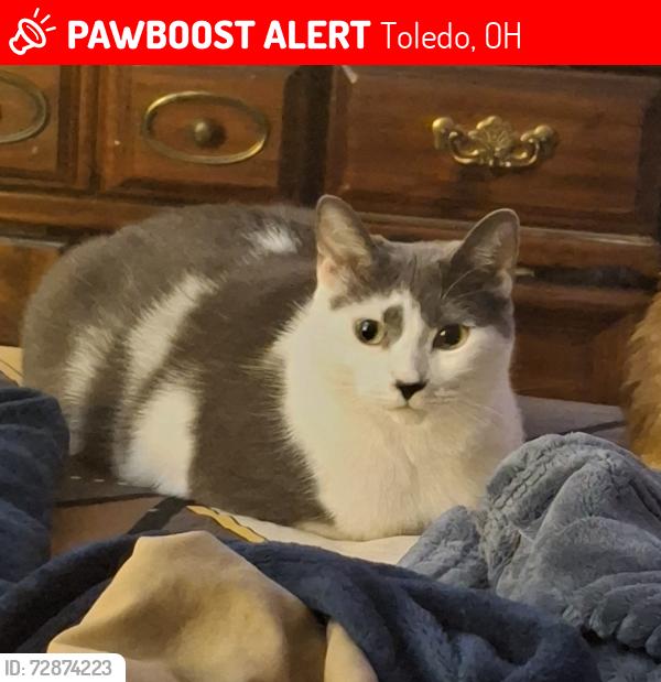 Lost Female Cat last seen Waverly and Crosswell Pl Toledo OH , Toledo, OH 43607