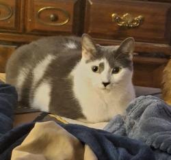 Lost Female Cat last seen Waverly and Crosswell Pl Toledo OH , Toledo, OH 43607