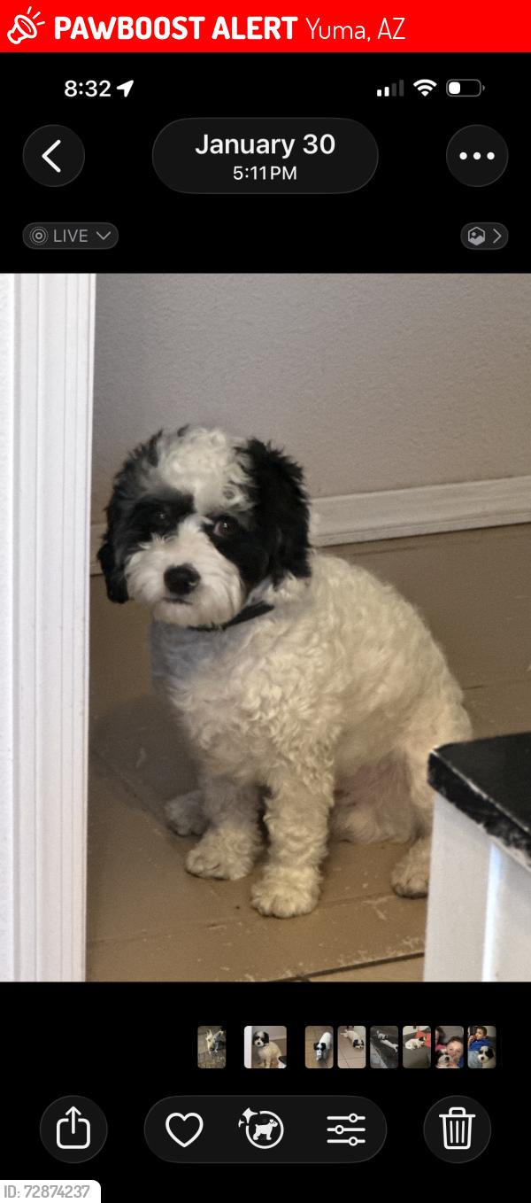 Lost Male Dog last seen Between Pacific ave and Arizona Ave, Yuma, AZ 85365