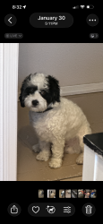 Lost Male Dog last seen Between Pacific ave and Arizona Ave, Yuma, AZ 85365