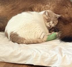 Lost Male Cat last seen New Hope Christian College, Eugene, OR 97405