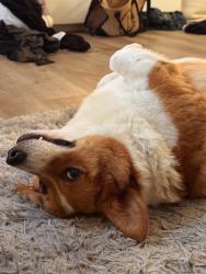 Lost Male Dog last seen Dover Ridge, San Antonio, TX 78250