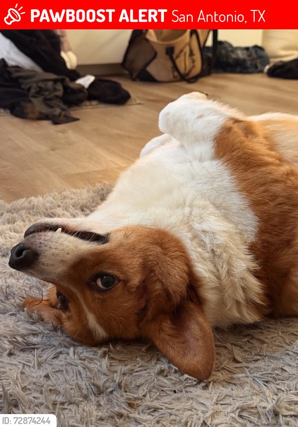 Lost Male Dog last seen Dover Ridge, San Antonio, TX 78250