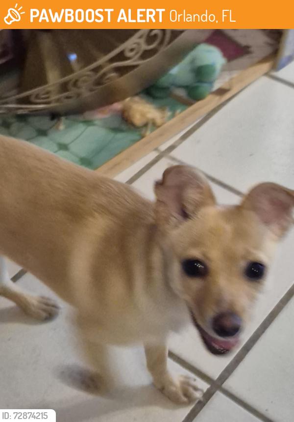 Found/Stray Female Dog last seen Rosemont, Orlando, FL 32810