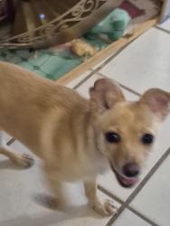 Found/Stray Female Dog last seen Rosemont, Orlando, FL 32810