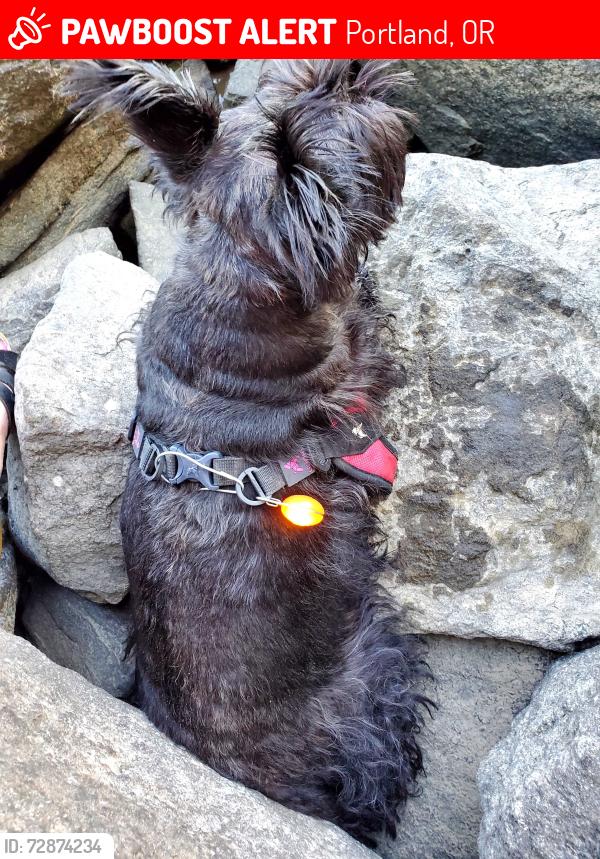 Lost Female Dog last seen SW Fischer , Portland, OR 97224