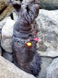 Lost Female Dog last seen SW Fischer , Portland, OR 97224