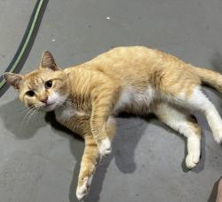 Found/Stray Male Cat last seen Near parking lot of Troyer’s , Limestone, TN 37681
