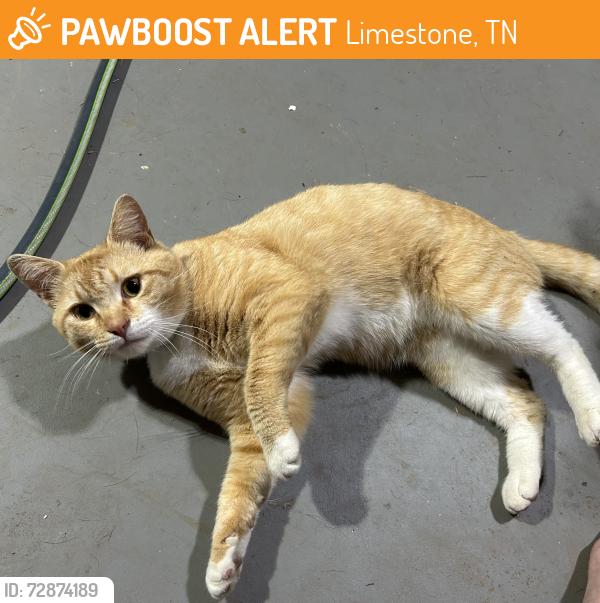 Found/Stray Male Cat last seen Near parking lot of Troyer’s , Limestone, TN 37681