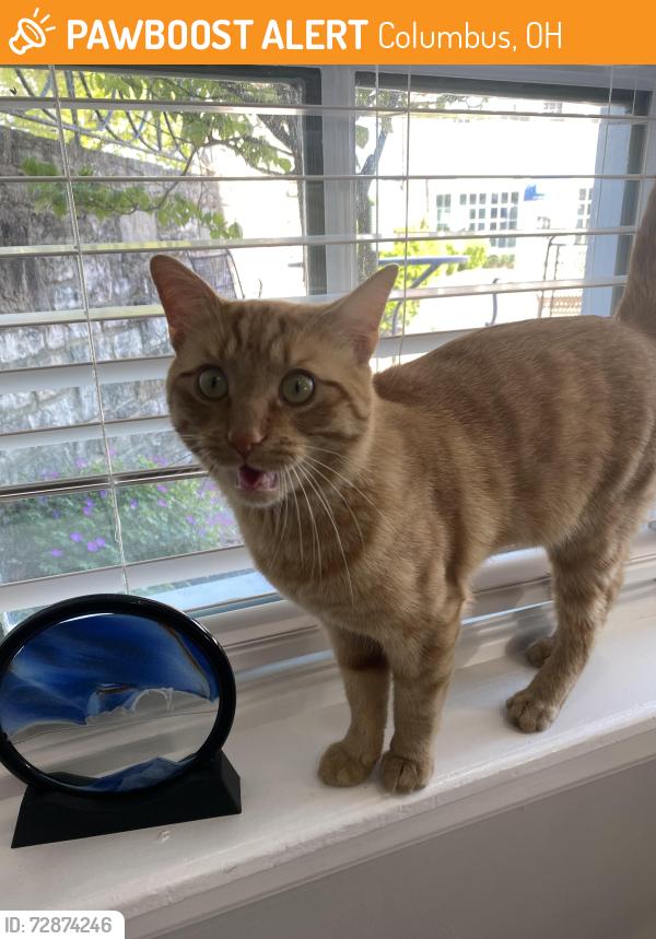 Found/Stray Male Cat last seen Kelsi Rd, Columbus, OH 43202