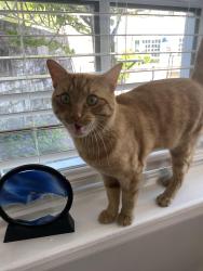 Found/Stray Male Cat last seen Kelsi Rd, Columbus, OH 43202