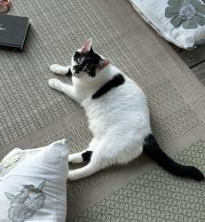Reunited Male Cat last seen near exit 281 on South Miami blvd, Durham, NC 27703