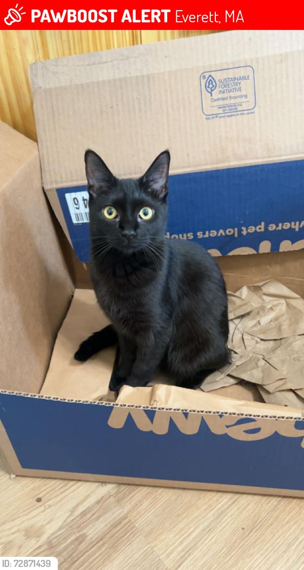 Lost Female Cat last seen Near Fairlawn St, Everett, MA 02149, Everett, MA 02149