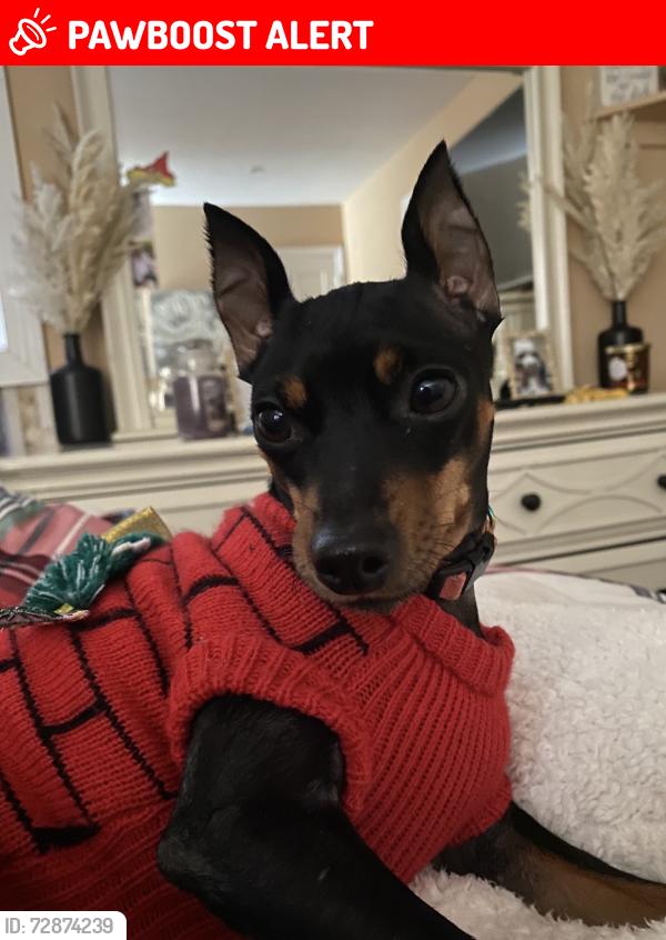 Lost Female Dog last seen Whitehouse Station, NJ, Readington Township, NJ 08889