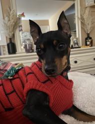 Lost Female Dog last seen Whitehouse Station, NJ, Readington Township, NJ 08889
