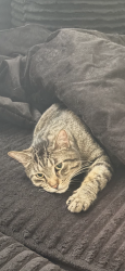 Reunited Male Cat last seen Lakeview and Silverdale ( 151st ), Orland Park, IL 60462