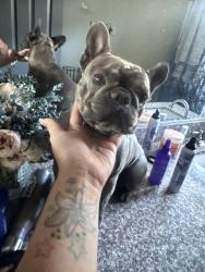 Found/Stray Female Dog last seen Hollywood and Desert inn, Sunrise Manor, NV 89122