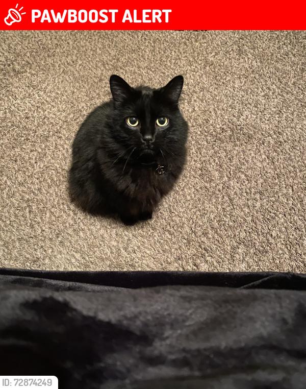 Lost Female Cat last seen Hidden Cove near Seabold, Bainbridge Island, WA 98110
