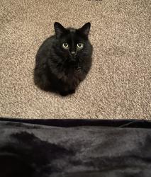 Lost Female Cat last seen Hidden Cove near Seabold, Bainbridge Island, WA 98110