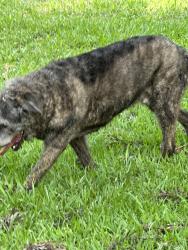 Found/Stray Male Dog last seen On Indian River Dr across from the power plant, Fort Pierce, FL 34982